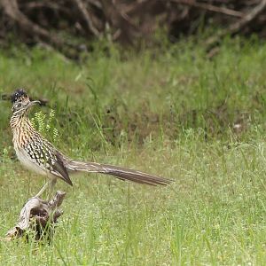 Roadrunner