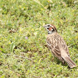 Lark Sparrow