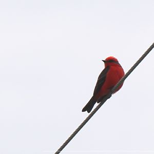 Vermillion Flycatcher