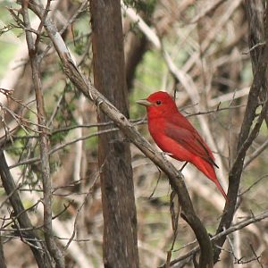 Summer Tanager