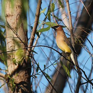 Cedar Waxwing