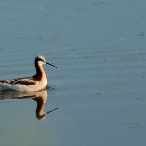 Wilson's Phalarope