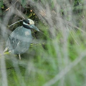 Yellow-Crowned Night Heron