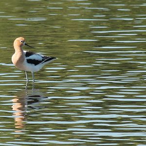 American Avocet