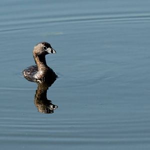 Pied-Billed Grebe