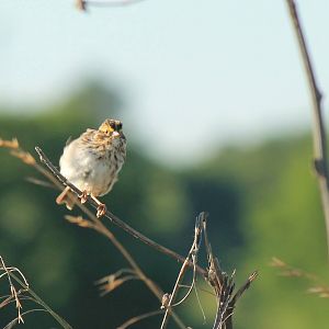Savanna Sparrow