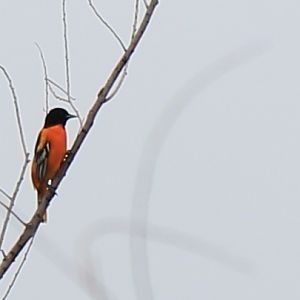 Baltimore Oriole