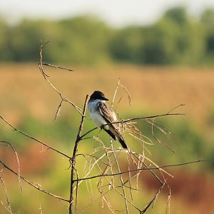 Eastern Kingbird