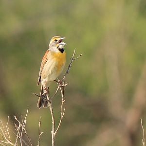 Dickcissel