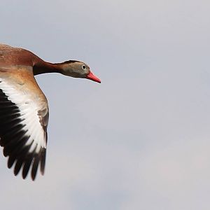 Black-Bellied Whistling Duck