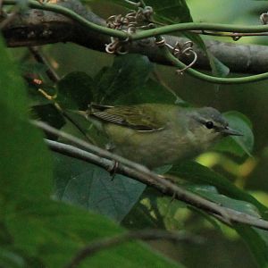 Tennessee Warbler