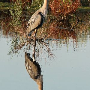 Great Blue Heron