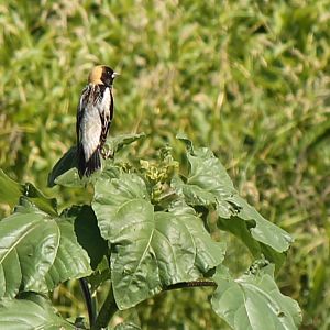 Bobolink