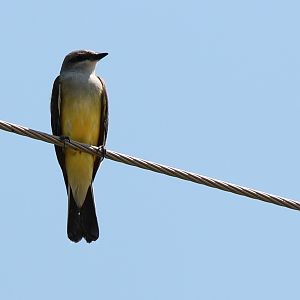 Western Kingbird