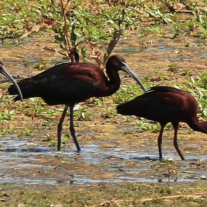 White-Faced and Glossy Ibis