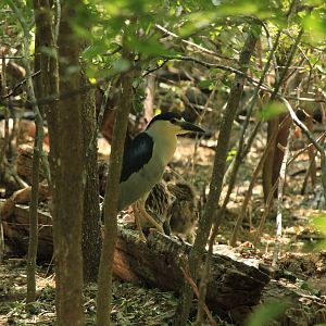 Black-Crowned Night Heron