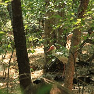 White Ibis