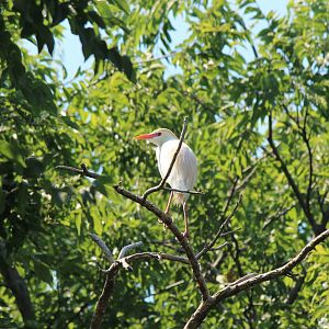Cattle Egret