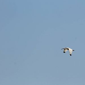 White Ibis
