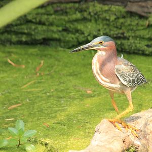Green Heron