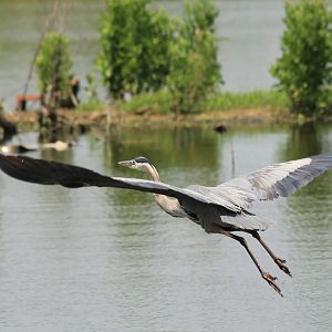 Great Blue Heron
