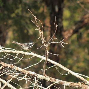 Black-and-White Warbler