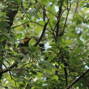 Golden-Cheeked Warbler