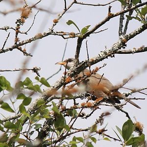 Yellow-Billed Cuckoo