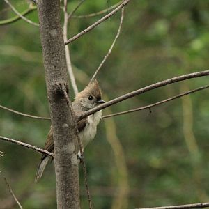 Tufted Titmouse