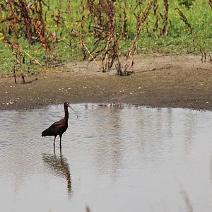 White-Faced Ibis