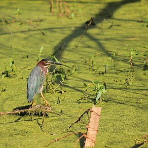 Green Heron