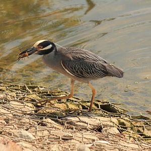 Yellow-Crowned Night Heron