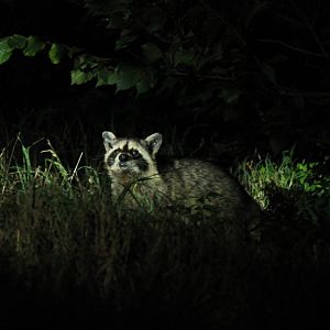 Raccoon