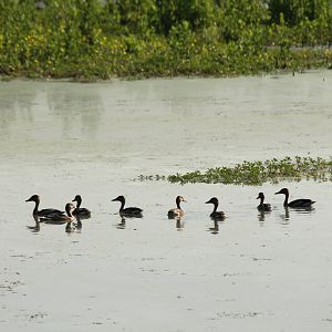 Fulvous Whistling Duck