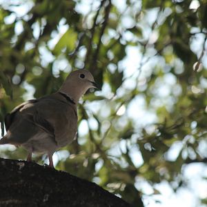 Eurasian Collared Dove