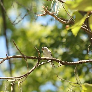Blue-Gray Gnatcatcher