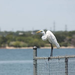 Great Egret