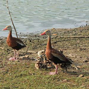 Black-Bellied Whistling Duck