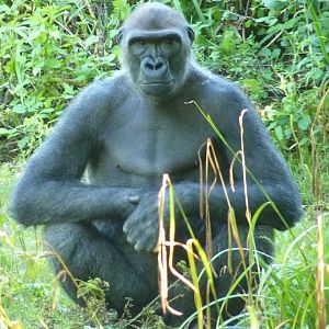 Gorilla, 27 July 2012