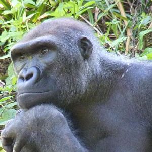 Gorilla, 27 July 2012