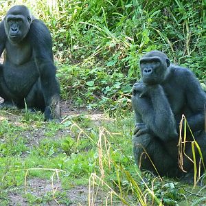 Gorilla, 27 July 2012