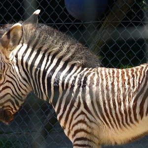 New Zebra Foal, 25 July 2012