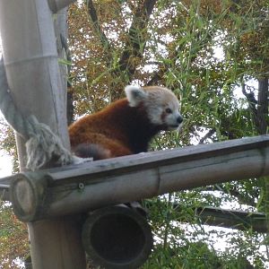 red panda jardin des plantes menagerie