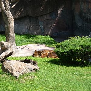 brown bear exhibit zoologico de irapuato