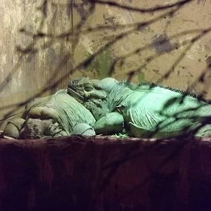 Rhinoceros Iguanas at Blackpool Zoo 28/07/12