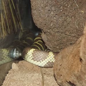 California Kingsnake at Blackpool Zoo 28/07/12