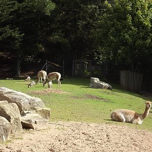 South American paddock at Blackpool Zoo 28/07/12