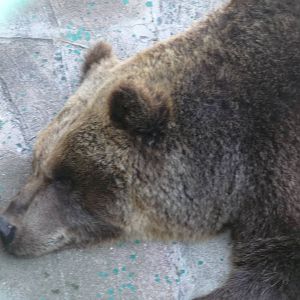 russian brown bear zoologico de irapuato