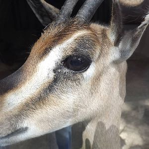 Mountain Gazelle at Blackpool Zoo 28/07/12