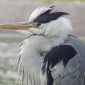 (wild) Grey Heron at Blackpool Zoo 28/07/12